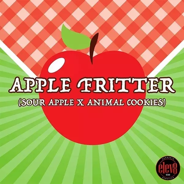 Visualizzazione Apple Fritter semillas de Elev8 Seeds - GB The Green Brand
