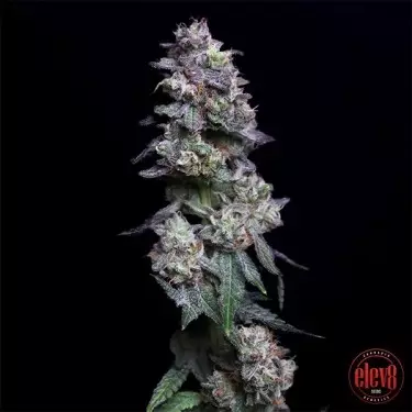 Baked Apple Cherries de Elev8 Seeds - GB The Green Brand