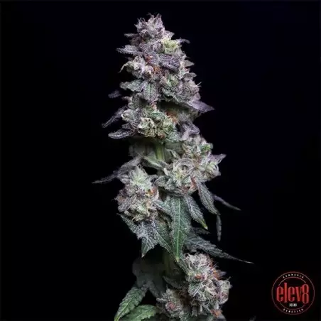 Baked Apple Cherries de Elev8 Seeds - GB The Green Brand