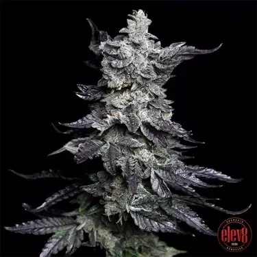 Granny’s Apple Fritter de Elev8 Seeds - GB The Green Brand