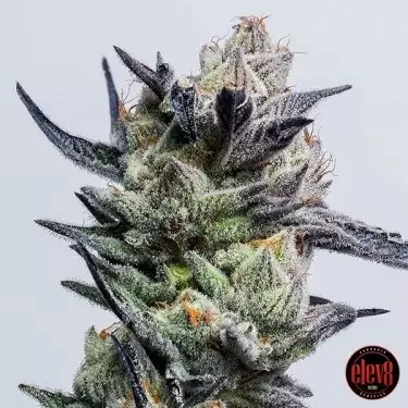 Huckleberry Punch de Elev8 Seeds - GB The Green Brand