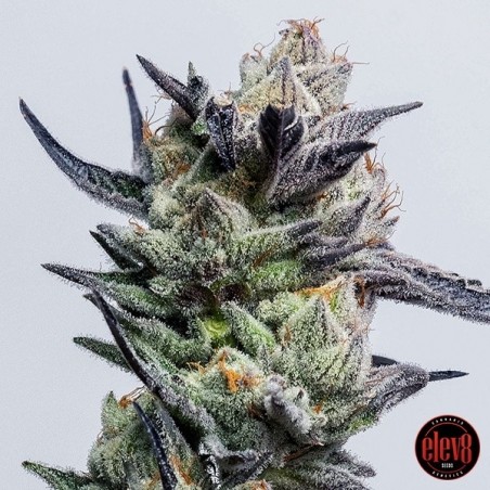 Huckleberry Punch di Elev8 Seeds - GB The Green Brand