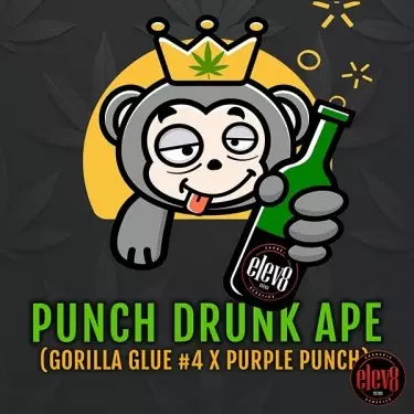 Punch Drunk Ape de Elev8 Seeds - GB The Green Brand