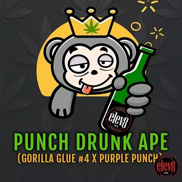 Punch Drunk Ape de Elev8 Seeds - GB The Green Brand