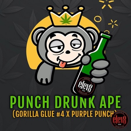 Punch Drunk Ape di Elev8 Seeds - GB The Green Brand