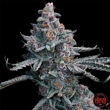 Semi di Runtz of Eden di Elev8 Seeds - GB The Green Brand
