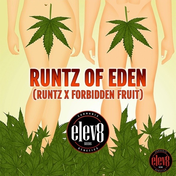Semi di Runtz of Eden di Elev8 Seeds - GB The Green Brand