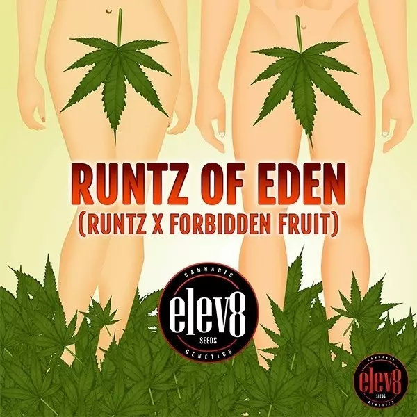 Runtz of Eden semillas de Elev8 Seeds - GB The Green Brand