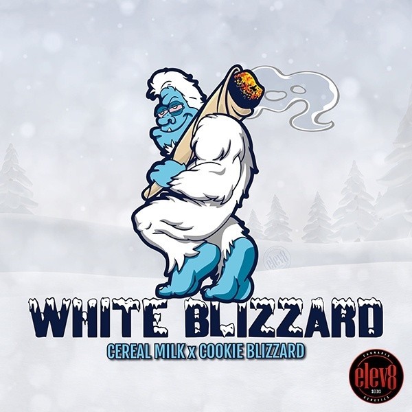 White Blizzard semi di Elev8 Seeds - GB The Green Brand