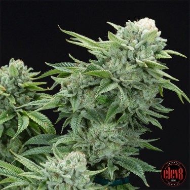 Visualizzazione Gorilla Glue 4 S1 di Elev8 Seeds - GB The Green Brand