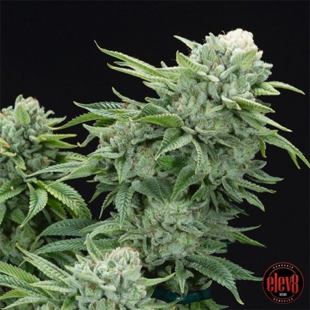 Gorilla Glue 4 S1 di Elev8 Seeds - GB The Green Brand