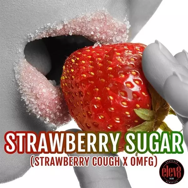 Strawberry Sugar de Elev8 Seeds - GB The Green Brand