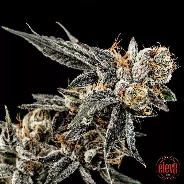 Visualizzazione Gelato Punch semillas de Elev8 Seeds - GB The Green Brand