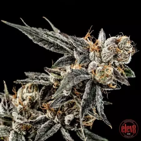 Gelato Punch semillas de Elev8 Seeds - GB The Green Brand