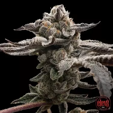 Tangie Candie semillas de Elev8 Seeds - GB The Green Brand
