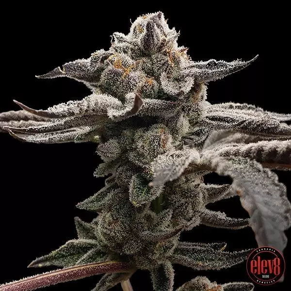 Visualizzazione Tangie Candie semillas de Elev8 Seeds - GB The Green Brand