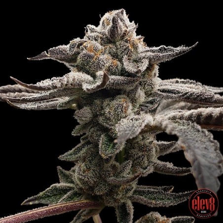 Semi di Tangie Candie di Elev8 Seeds - GB The Green Brand