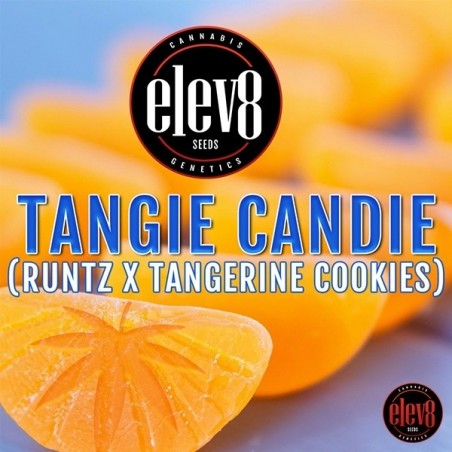 Semi di Tangie Candie di Elev8 Seeds - GB The Green Brand