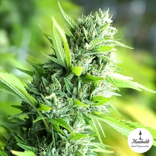 Visualizzazione Banana Sapphire de Humboldt Seeds - GB The Green Brand