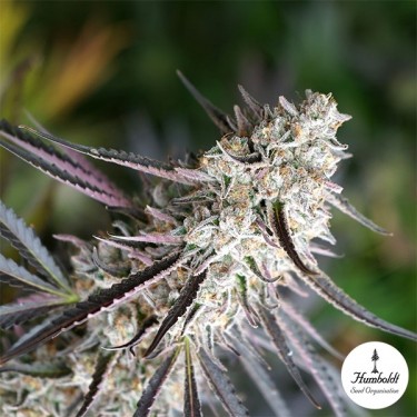 Florida Gaspack di Humboldt Seeds - GB The Green Brand