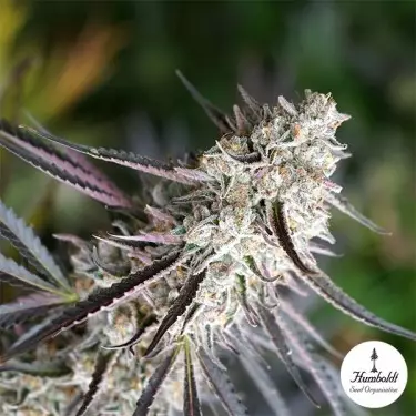 Florida Gaspack de Humboldt Seeds - GB The Green Brand