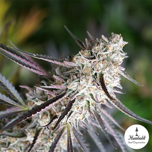 Visualizzazione Florida Gaspack di Humboldt Seeds - GB The Green Brand