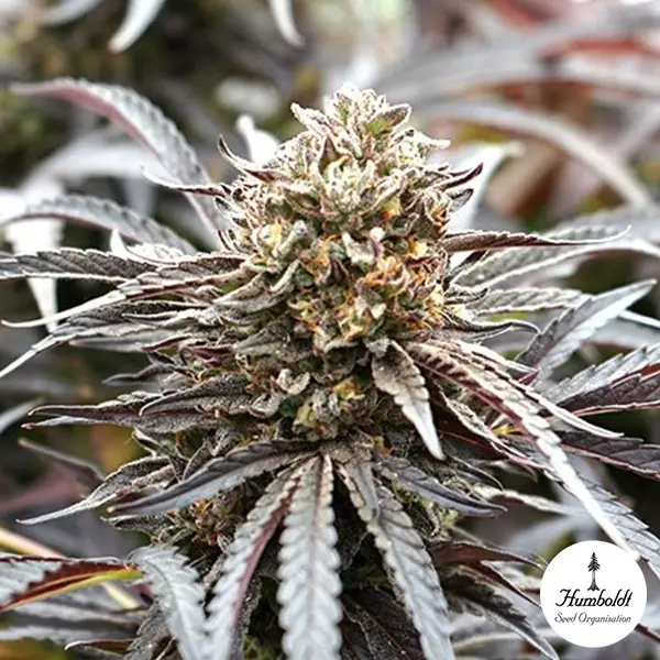 Visualizzazione Ghost of NYC de Humboldt Seeds - GB The Green Brand