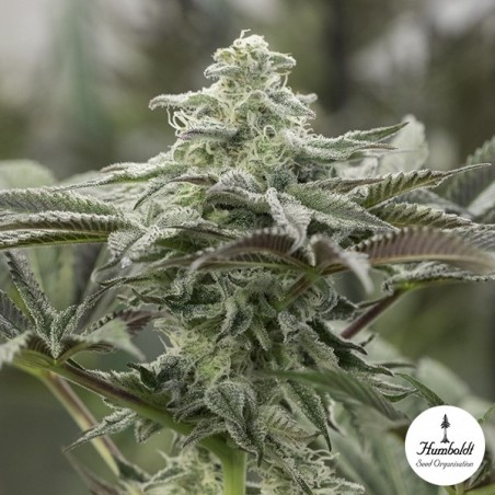 Lemon Citron di Humboldt Seeds - GB The Green Brand