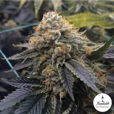 Sapphire OG de Humboldt Seeds - GB The Green Brand