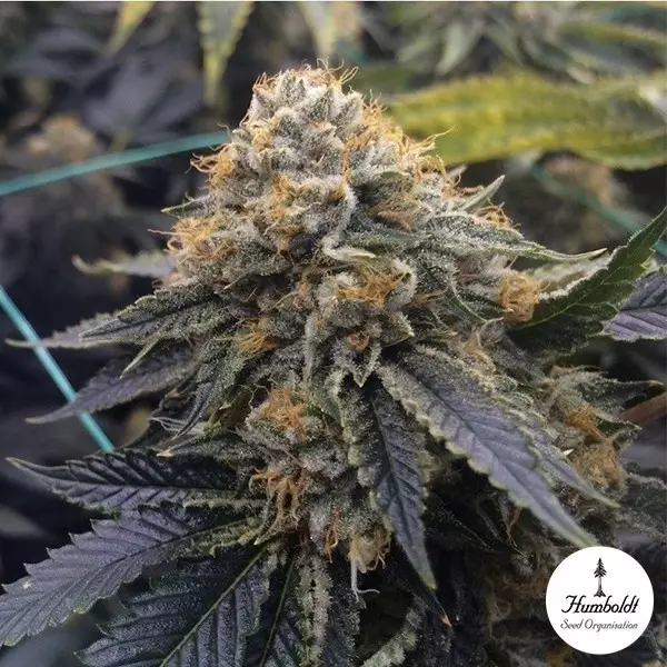 Visualizzazione Sapphire OG de Humboldt Seeds - GB The Green Brand