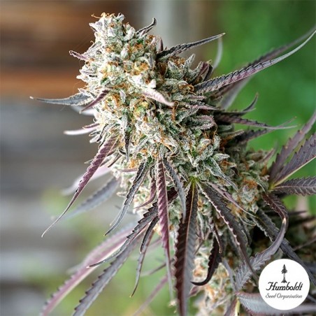 Semillas Ice Cream Cake Fast Flowering - GB The Green Brand