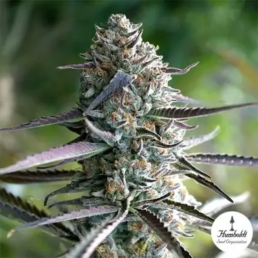 Runtz Fast Flowering de Humboldt Seeds - GB The Green Brand