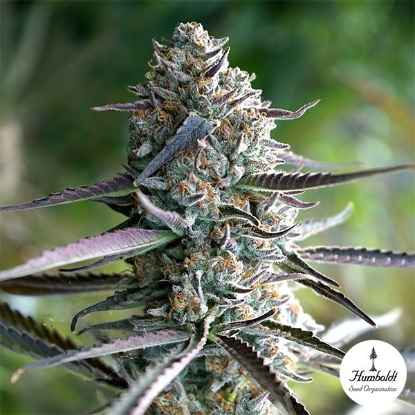 Visualizzazione Runtz Fast Flowering di Humboldt Seeds - GB The Green Brand