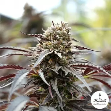 Semillas White Runtz Fast Flowering - GB The Green Brand