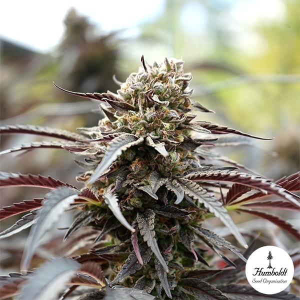 Visualizzazione White Runtz Fast Flowering