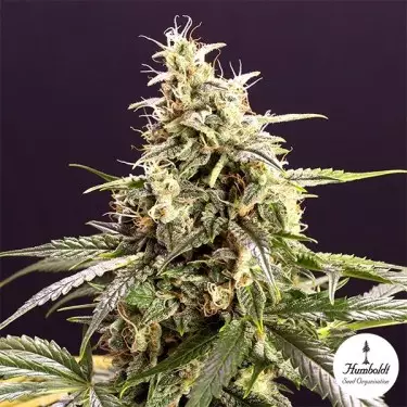 Semillas Chem Bomb Autofloreciente - GB The Green Brand