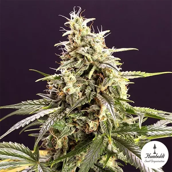 Visualizzazione Semillas Chem Bomb Autofloreciente - GB The Green Brand