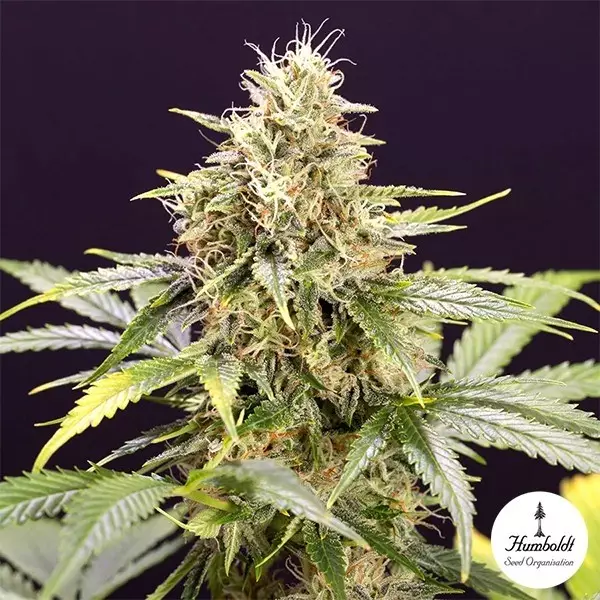 Visualizzazione Semillas Chocolate Mint OG Auto - GB The Green Brand