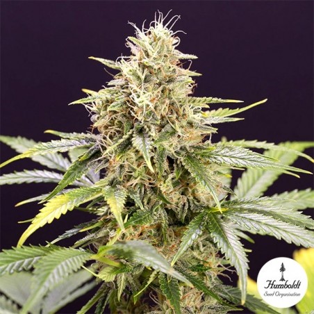 Pianta di marijuana Chocolate Mint OG Auto