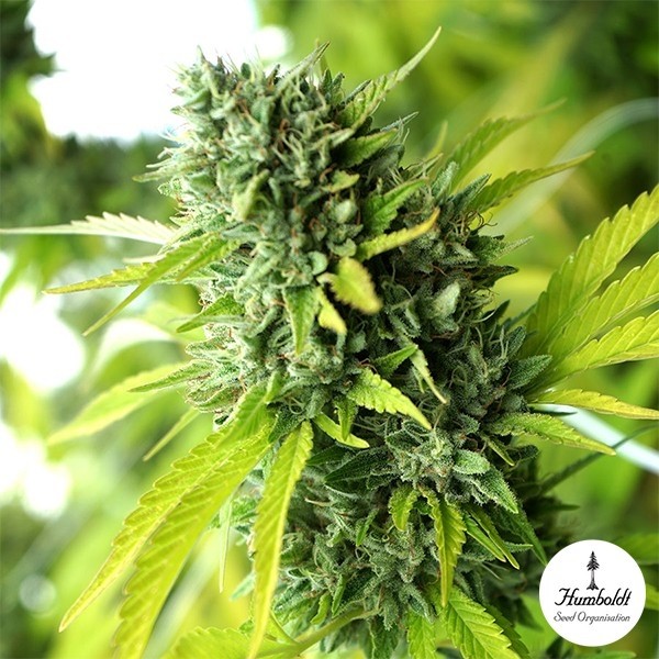 Visualizzazione Mango OG Auto di Humboldt Seeds - GB The Green Brand