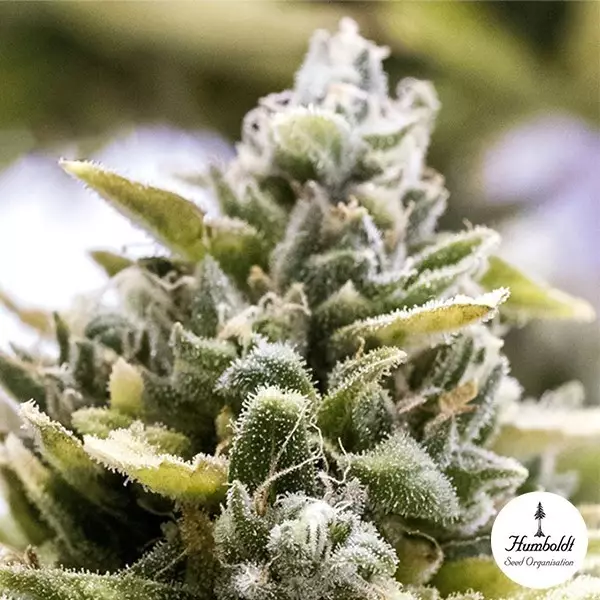 OG Kush Auto de Humboldt Seeds - GB The Green Brand