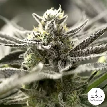 Semillas OGKZ Auto de Humboldt Seeds - GB The Green Brand