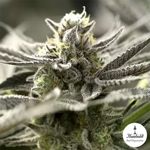 Visualizzazione Semillas OGKZ Auto de Humboldt Seeds - GB The Green Brand