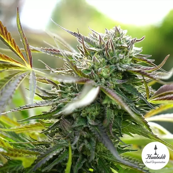 Visualizzazione Pineapple Chem Auto Humboldt Seeds - GB The Green Brand