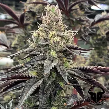 Luv Muffin semilla de Rare Dankness - GB The Green Brand