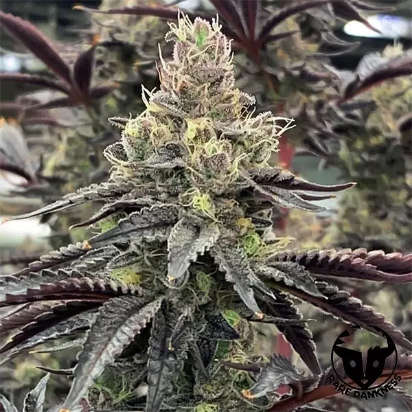 Visualizzazione Luv Muffin semilla de Rare Dankness - GB The Green Brand