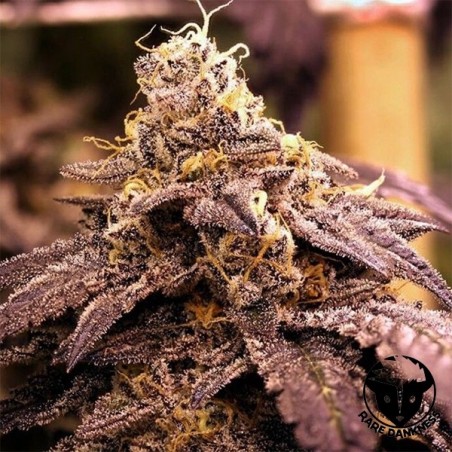 Pianta di marijuana Rare Darkness