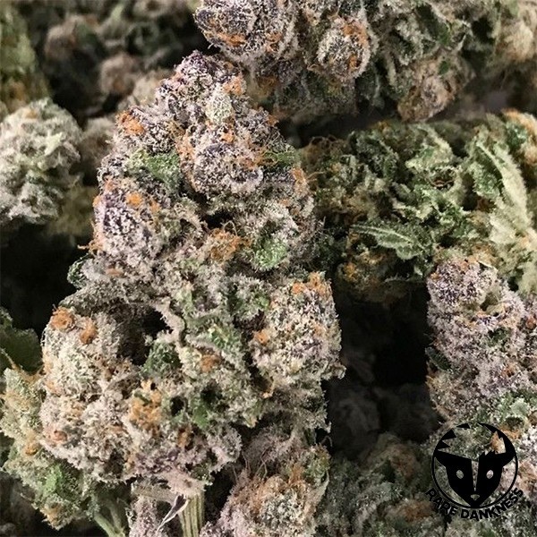 Pianta di marijuana Dark Ghost Train