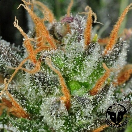 Pianta di marijuana Karma Bitch