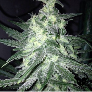 Visualizzazione Moonshine's Ghost Train semilla feminizada de Rare Dankness - GB
